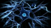 Human brain nerve cell