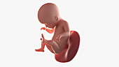 Human foetal development