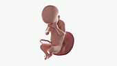 Human foetus, week 30