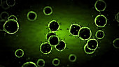 Virus particles
