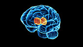 Thalamus in the human brain