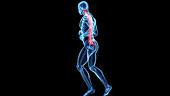 Human spine, jogging