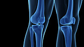 Human knee