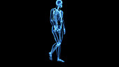 Human skeleton, walking