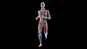 Muscular system of jogger