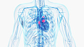 Human heart valves