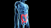 Human large intestine
