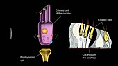 Electrical transduction in the ear
