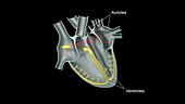 Cardiac contraction, electric impulses