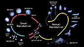 Life cycle of slime moulds