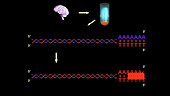 Synthesis of complementary DNA