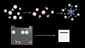 Immunoprecipitation antibody analysis