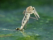 Metamorphosis of a mosquito