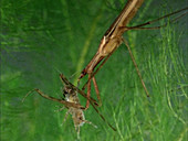 Ranatra linearis water bug