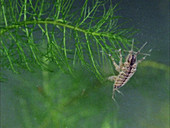 Asellus aquatic crustacean
