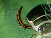 Great diving beetle leg