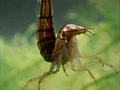 Great diving beetle larva