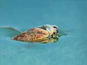 Water boatman at the surface