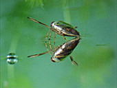 Water boatman reflection