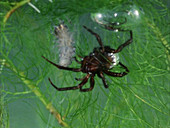 Diving bell spider inflating its bell
