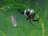 Diving bell spider