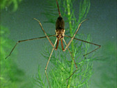 Ranatra linearis water bug