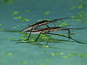 Water striders mating