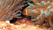 Anemone fish and eggs