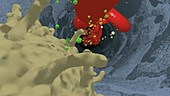 HIV budding from lymphocyte, animation
