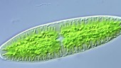 Netrium alga plasma circulation