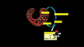 Urea cycle, animation