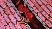 Blood clot formation, animation
