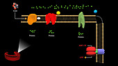 Dinitrophenol inhibiting ATP production