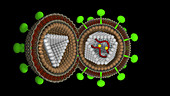 Retrovirus structure, animation