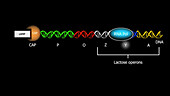 Glucose metabolism regulation