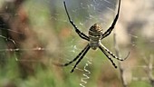 Wasp spider in on web