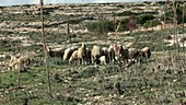 Herd of Damara sheep
