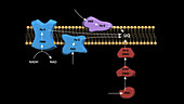 Cellular electron transport chains