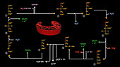 Citric acid cycle, animation