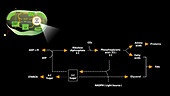 Calvin cycle, animation