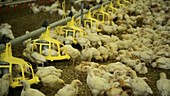 Hens feeding in a barn