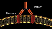 Antibody binding antigen, animation