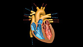 Contraction of heart chambers
