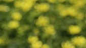 Lesser celandine flowers