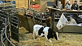 Cow at auction