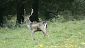 Male fallow deer walking