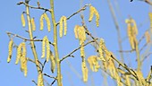 Birch tree flowers