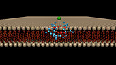 Ionophore ion transport, animation