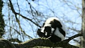 Ruffed lemur