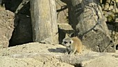 Young and adult meerkats